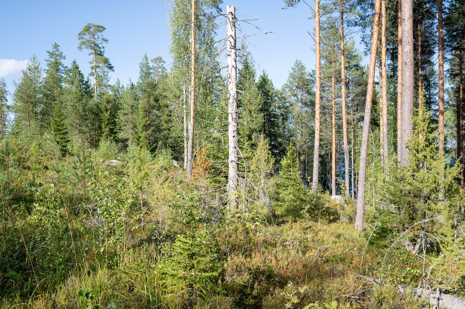 Tontin reunaan hakattu aukko, jossa kasvaa eri puiden taimia. Taustalla kohoaa varttuneet männyt.