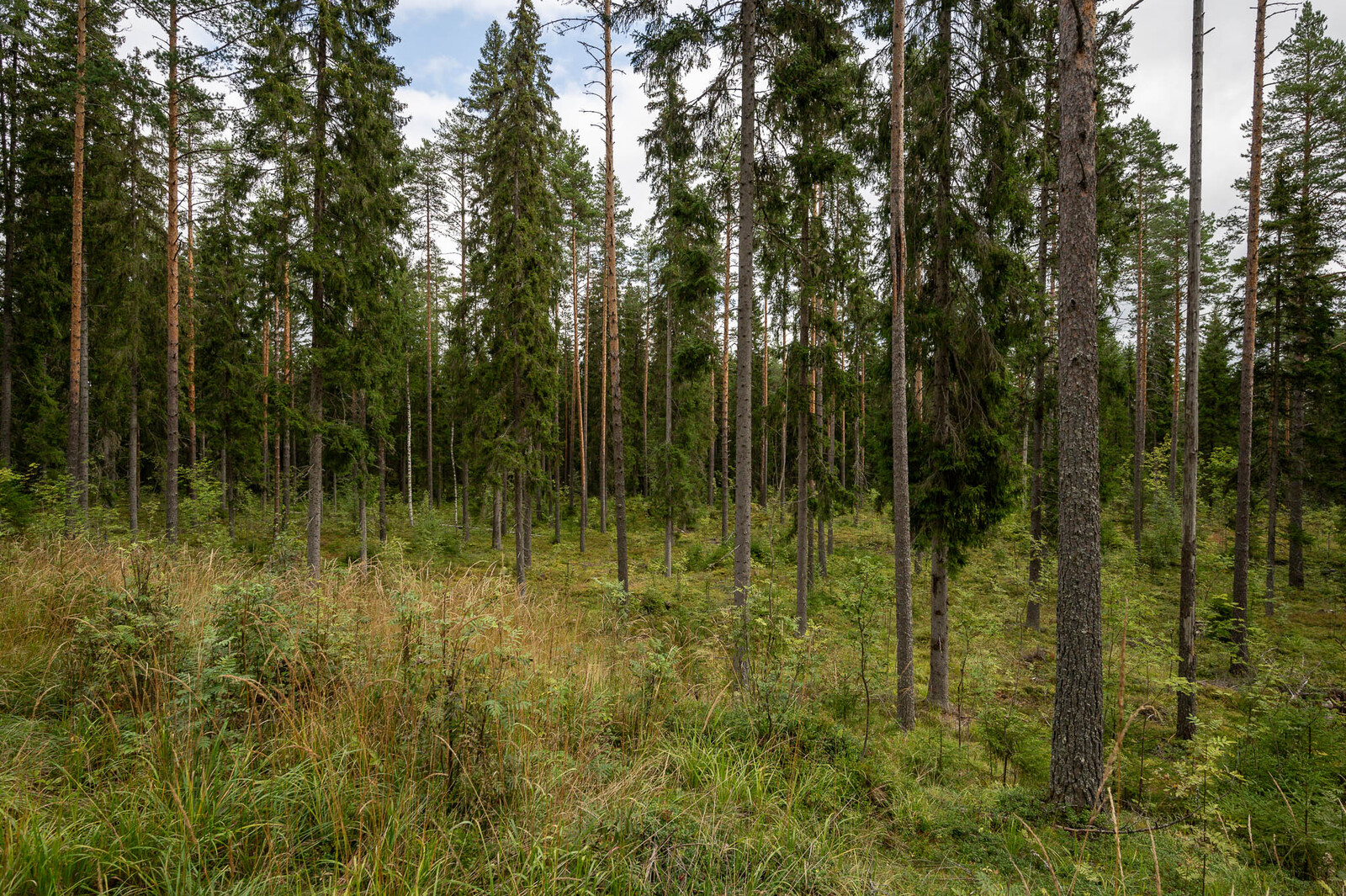 Tontin hyvin harvennettua kuusivaltaista puustoa, seassa pihlajan taimia.