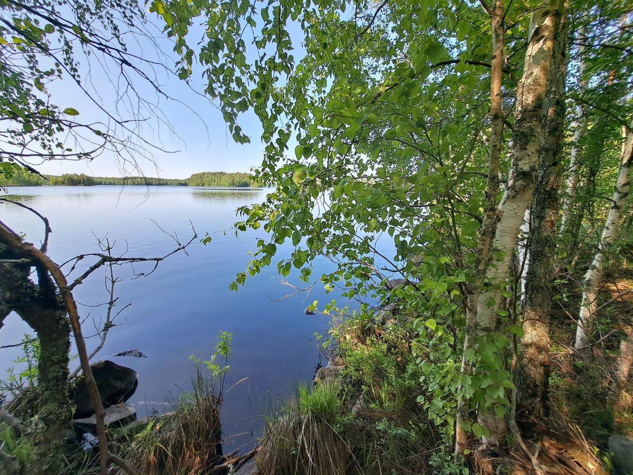 Tontin rantaa jossa kasvaa koivua, taustalla näkyy tyyni järvi.