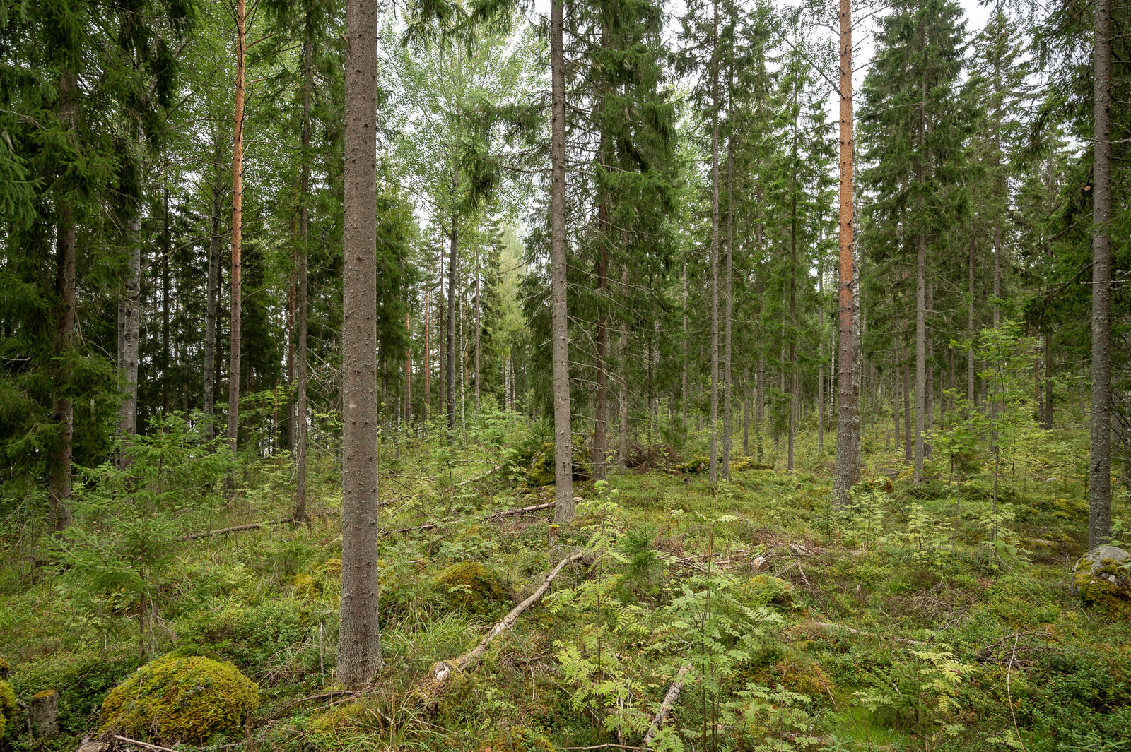 Tontin rannan tiheämpää kuusivaltaista metsää. Maassa kasvaa sammalta ja pihlajan taimia.