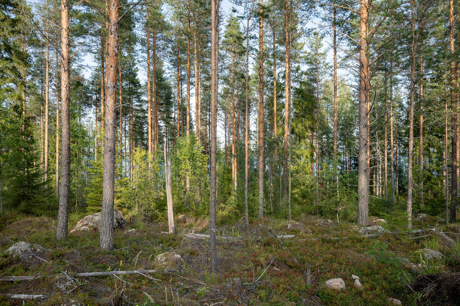 Tontin puustoa, varttuneita mäntyjä ja nuoria kuusia. Maassa on isoja kiviä.