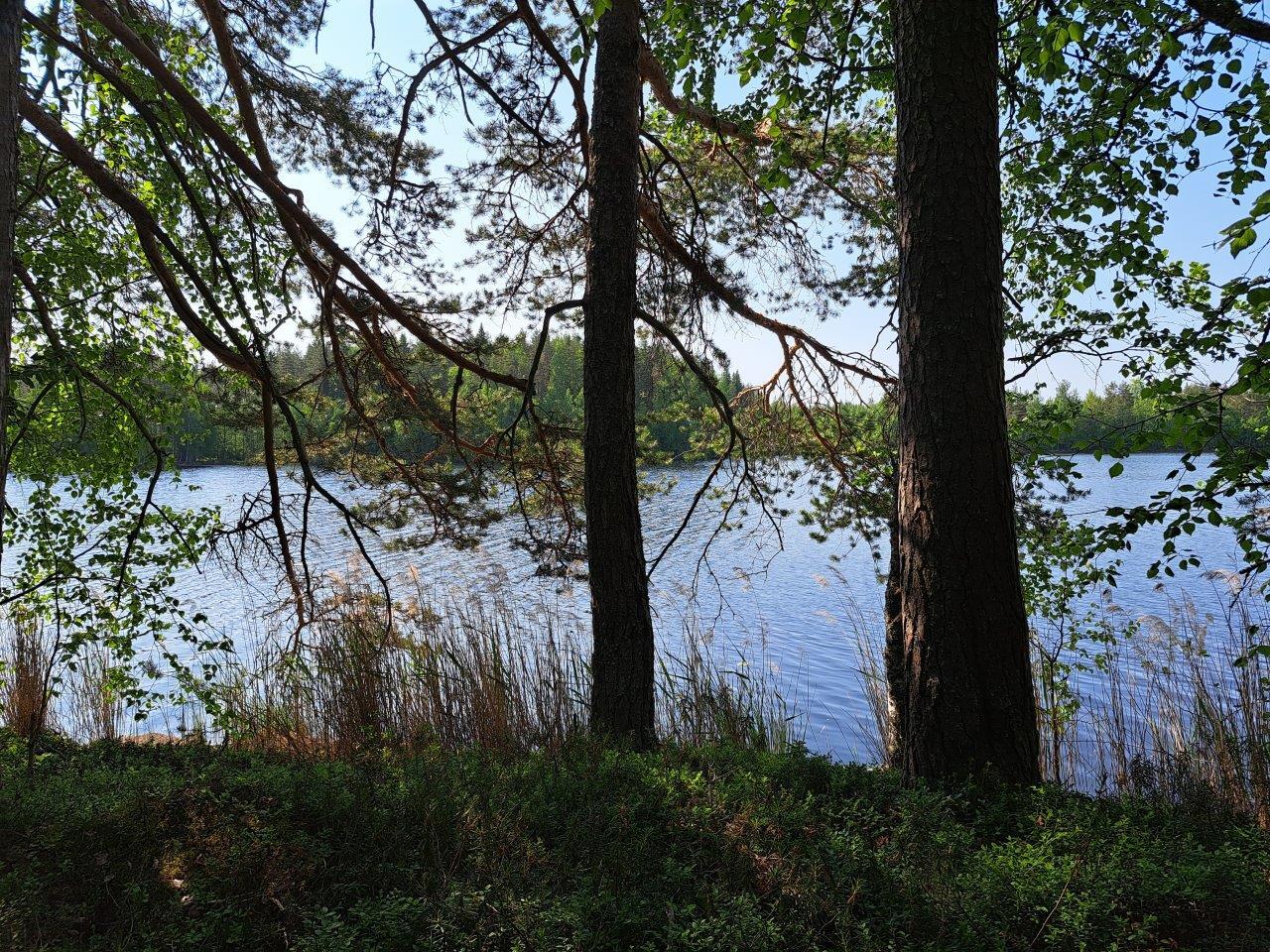 Rannalla kasvaa mäntyjä ja koivuja, takana järvi.