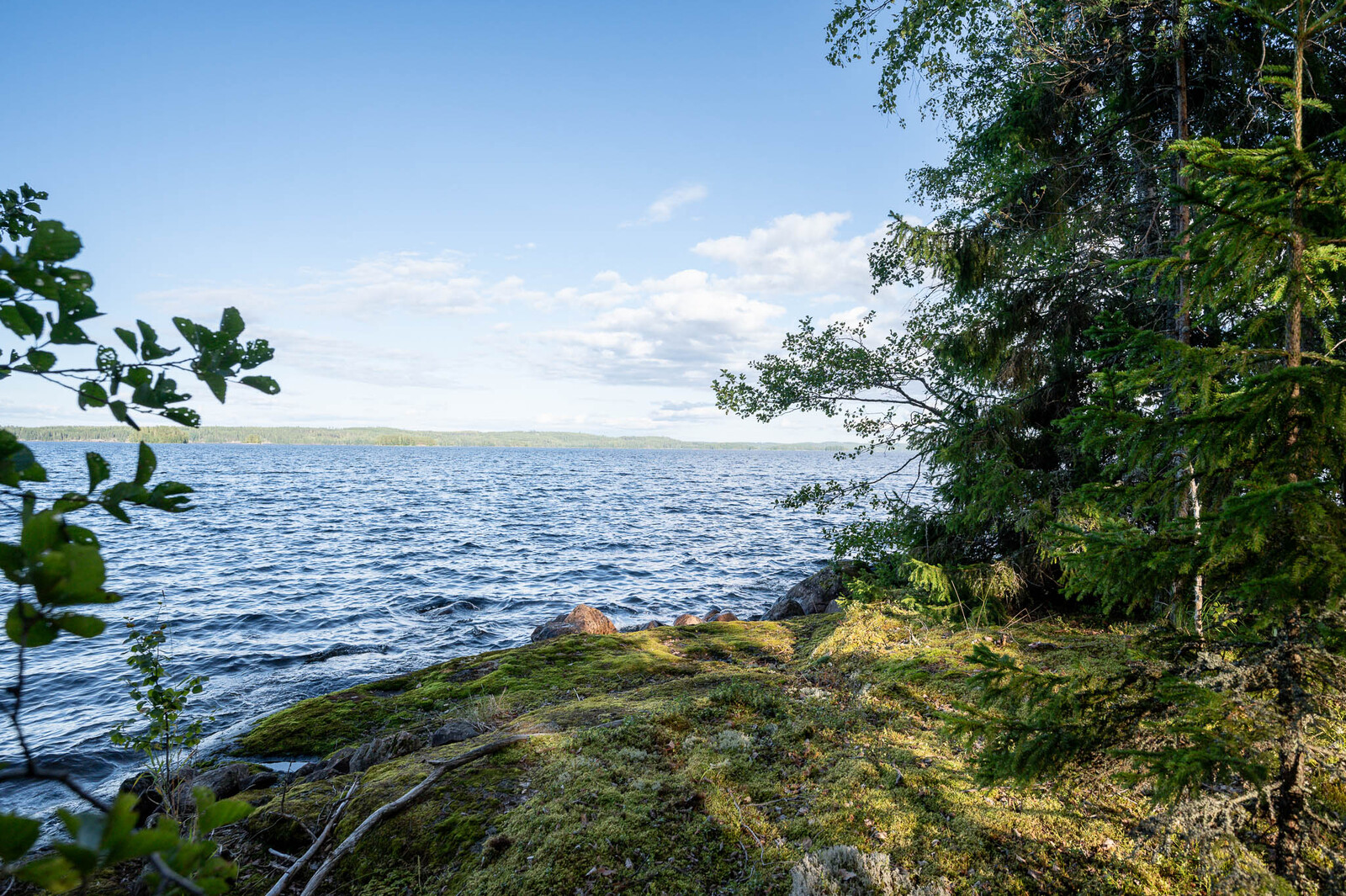 Maisema tontin rannalta tuulessa aaltoilevalle Pihlajavedelle. Oikealla kuusen taimi ja lehtipuita.