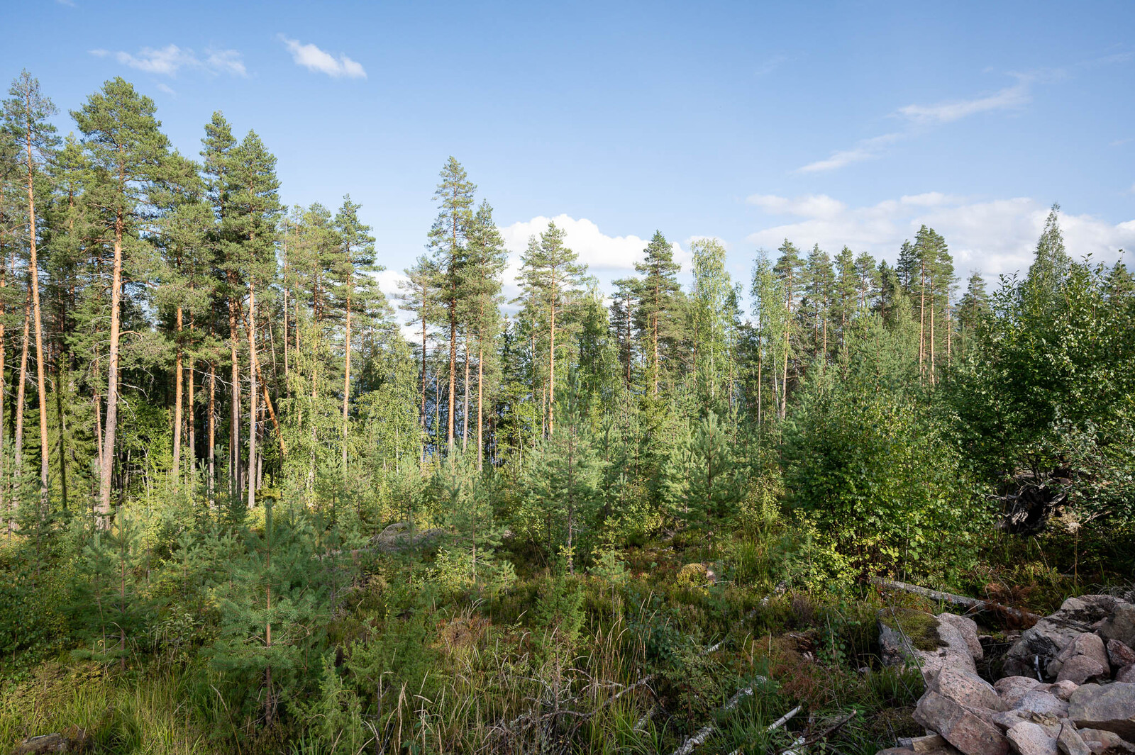 Tontin puustoa, varttunutta sekametsää, etualalla männyn ja koivun taimia.