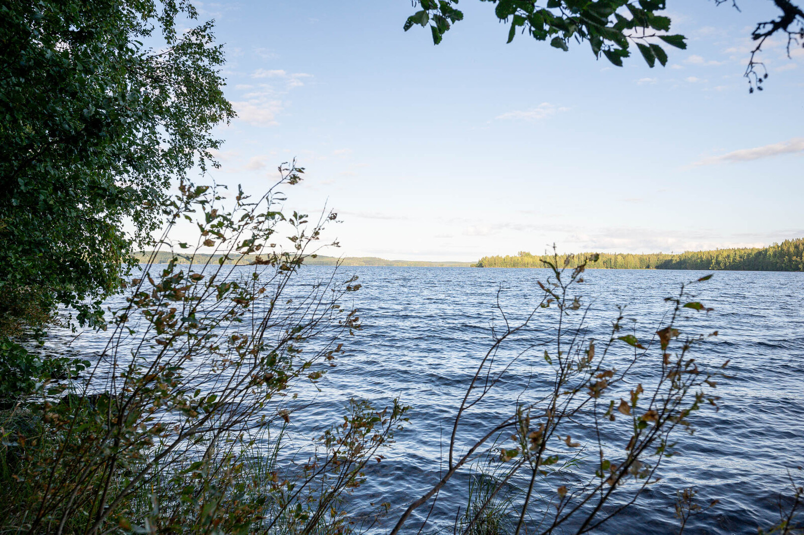 Näkymä ulapalle tontin rannasta, lehtipuiden oksat työntyvät rannalta kuvaan.