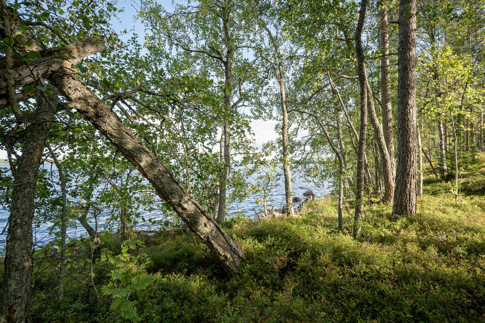 Rantametsää jossa nuoria koivuja, taustalla järvi. Kaatunut puu nojaa toiseen puuhun.