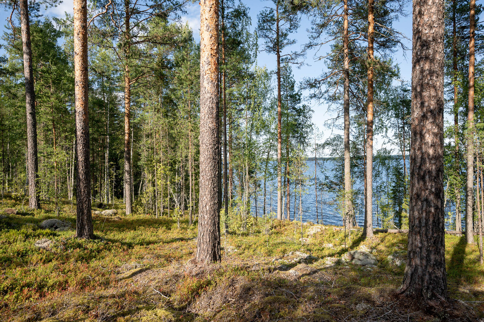 Rantametsää jossa varttuneita mäntyjä ja nuoria koivuja, taustalla järvi.