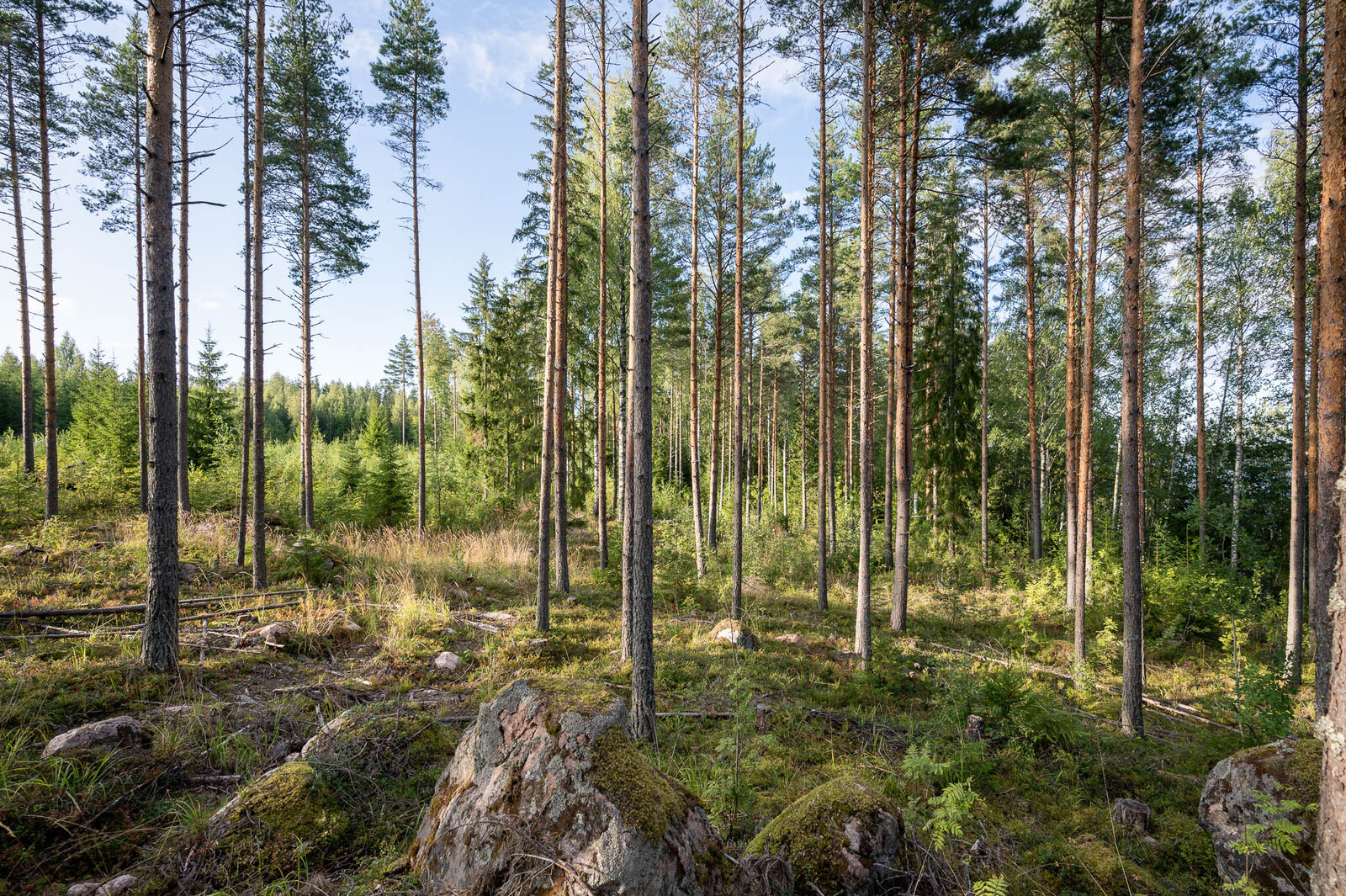 Auringossa kylpevää hyvin harvennettua mäntymetsää. Maassa on isoja sammaleisia kiviä.