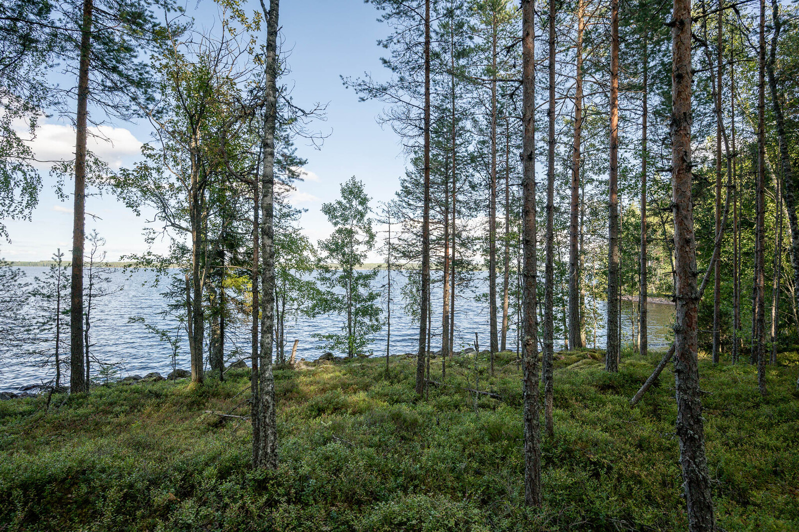 Rantametsää jossa nuoria mäntyjä ja koivuja, taustalla järvi.