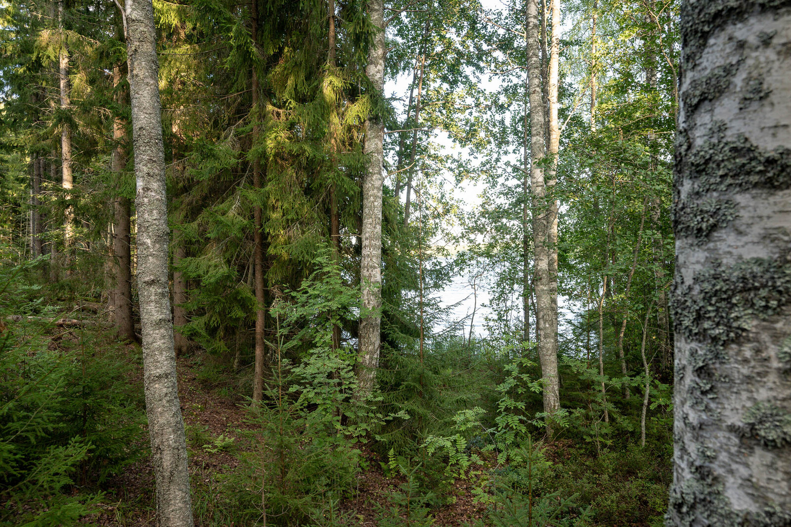 Tiheää sekametsää tontin rannassa, eri-ikäisiä koivuja ja kuusia.