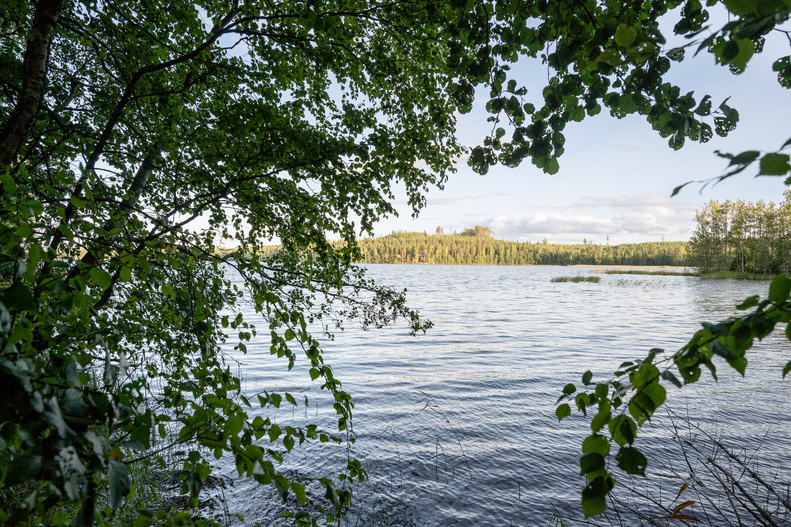 Näkymä ulapalle tontin rannasta, lehtipuiden oksat työntyvät rannalta kuvaan.