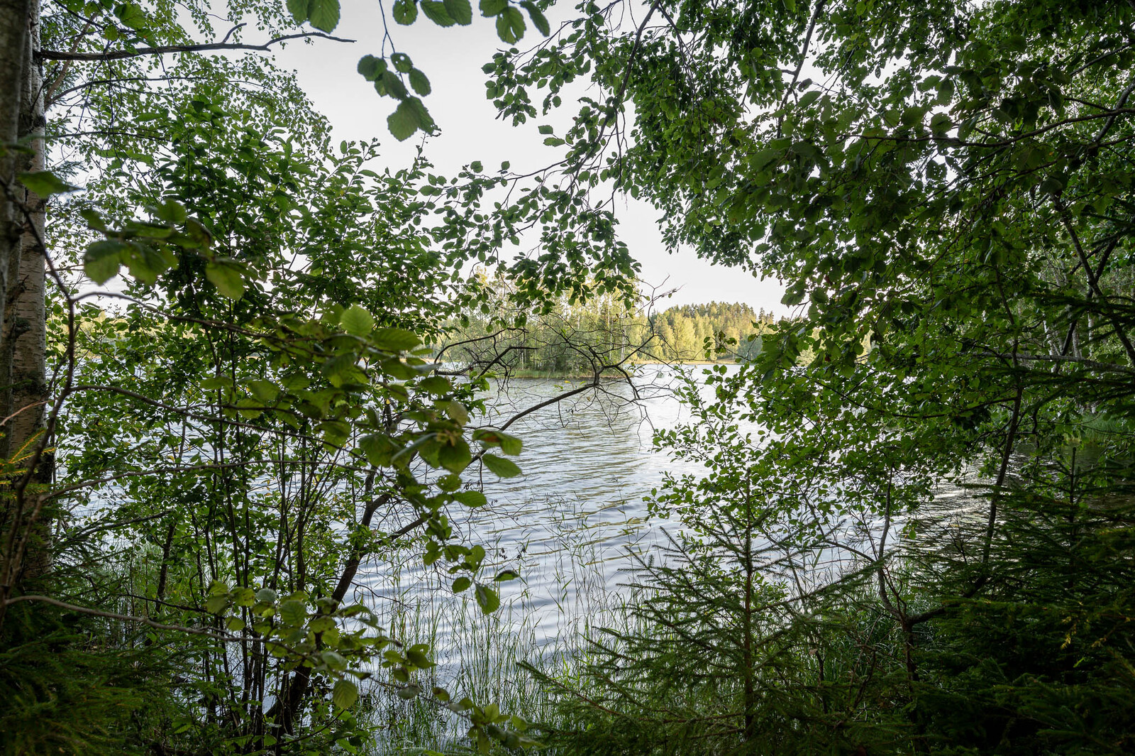 Näkymä järvelle tontin rannasta, lehtipuiden oksat työntyvät rannalta kuvaan.