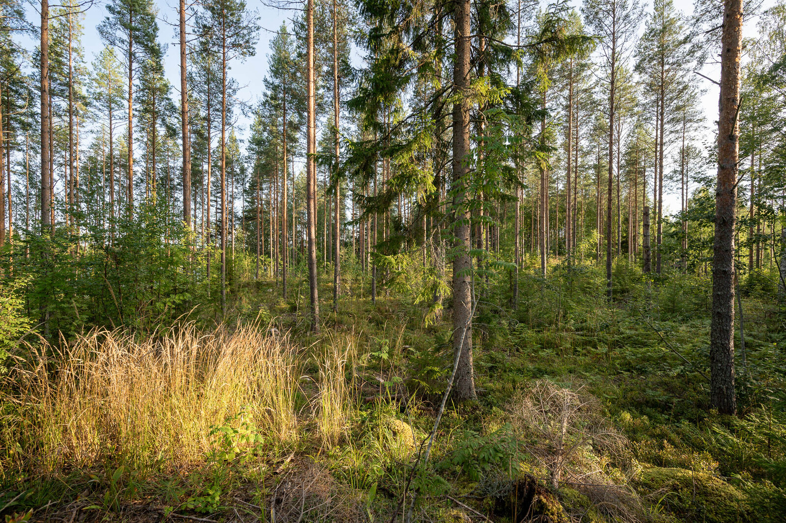 Aurinkoista ja hyvin harvennettua mäntymetsää. Varttuneempi kuusi kasvaa keskellä.