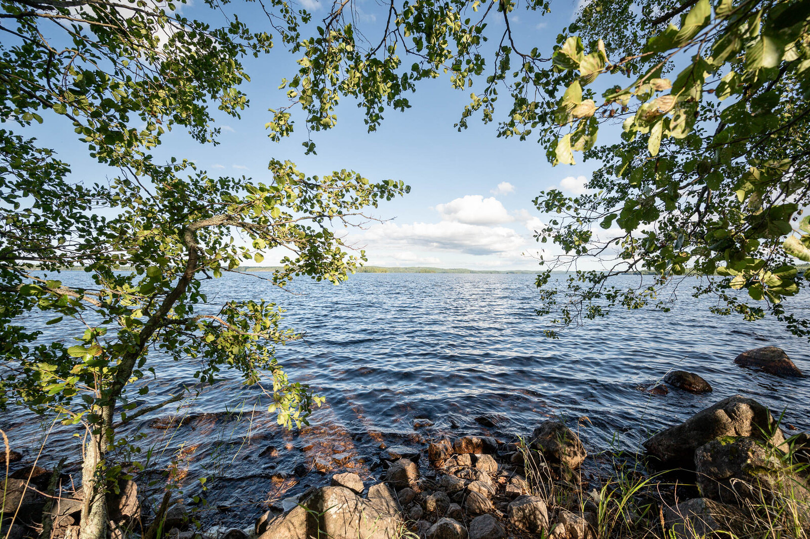 Kivikkoista tontin rantaa, lehtipuun oksat työntyvät kuvaan.