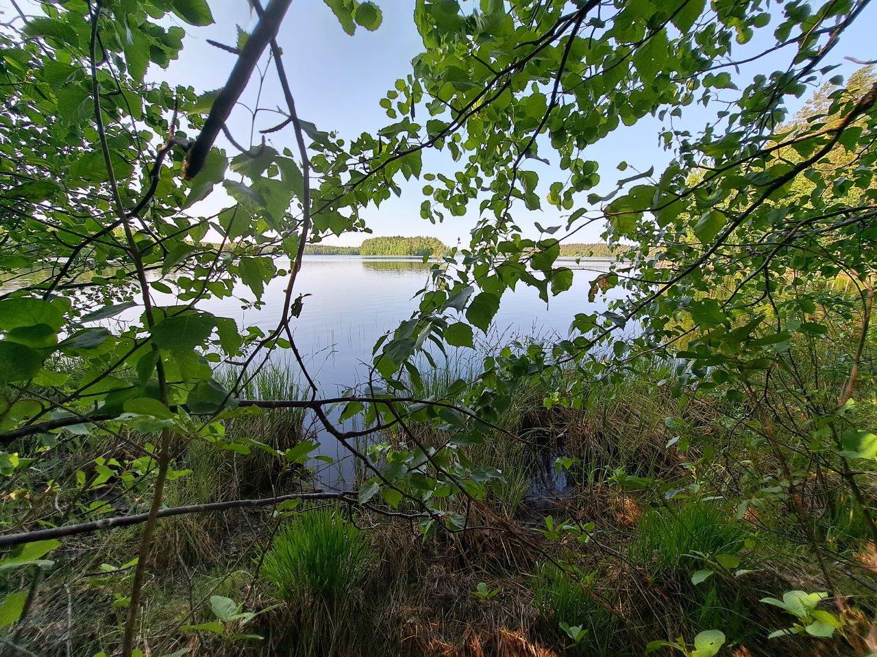 Tontin rannassa kasvaa heinikkoa, koivujen oksat työntyvät kuvaan.