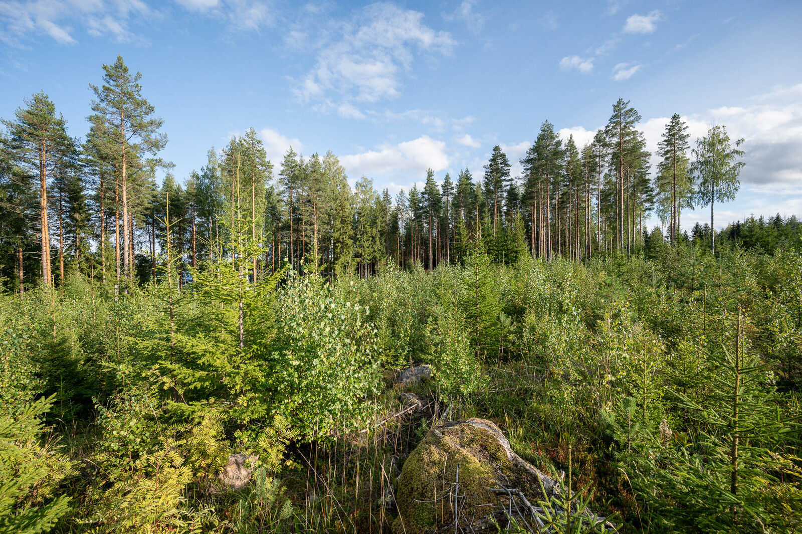 Nuorta kuusitaimikkoa tontin takaosassa. Taustalla näkyy rannan varttuneita mäntyjä.