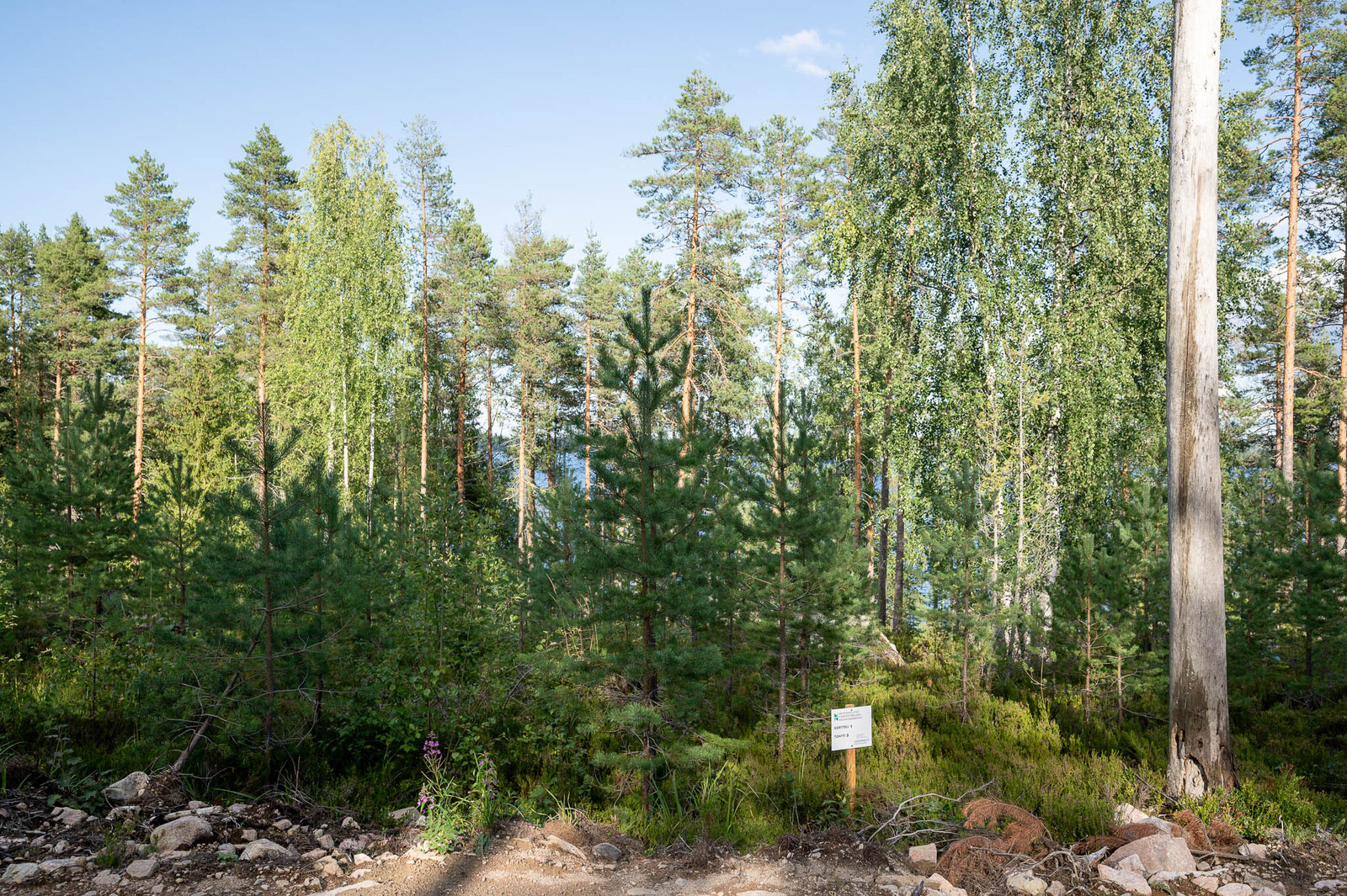 Tontin puustoa, varttunutta sekametsää, etualalla männyn taimia.