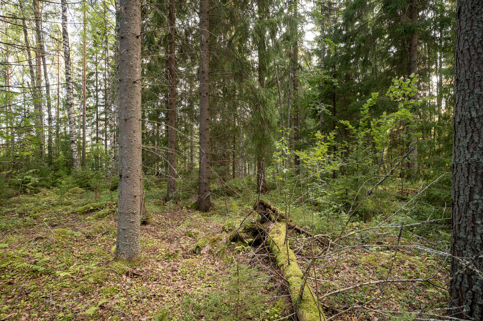 Tiheämpää hämärää eri-ikäistä kuusikkoa. Maassa on lehtiä ja sammaloitunut kaatunut puu.