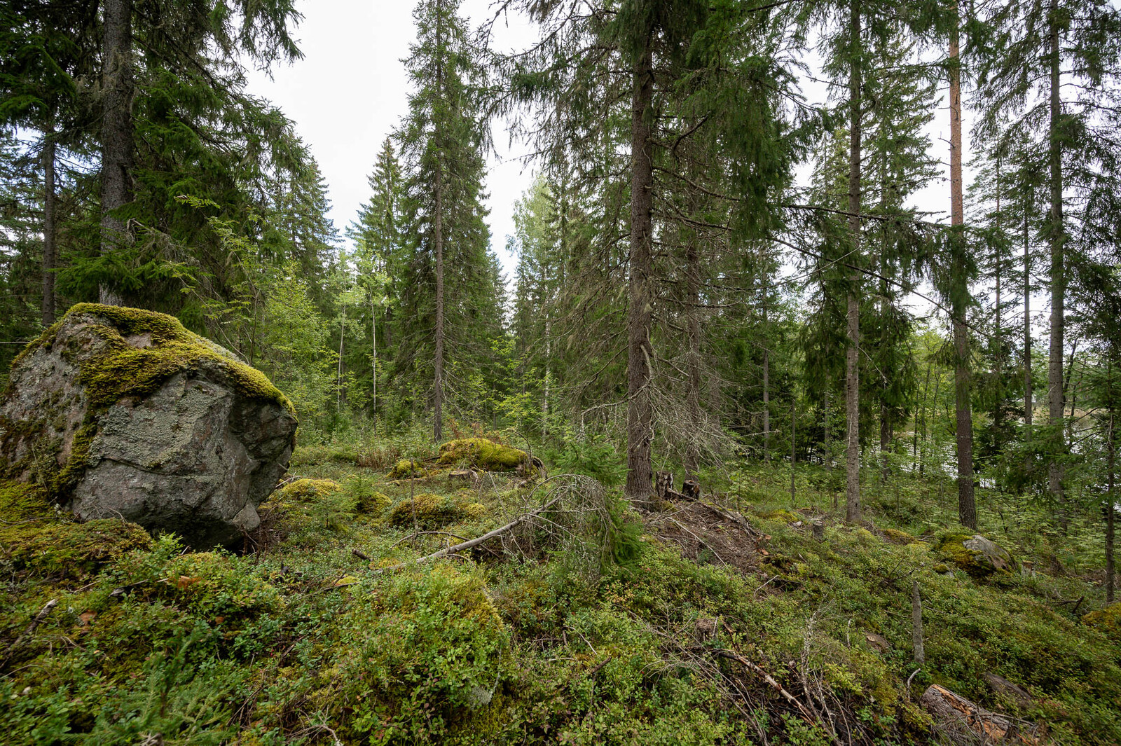 Tontin rannan tiheämpää kuusivaltaista metsää, vasemmalla on iso sammalten peittämä kivi.