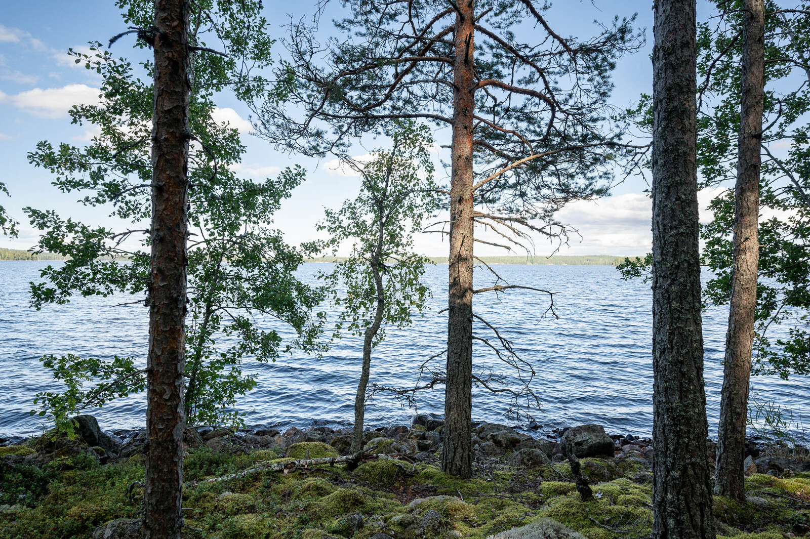 Mäntyjä kasvaa sammalen peittämillä rantakivillä. Taustalla aaltoileva järvi.