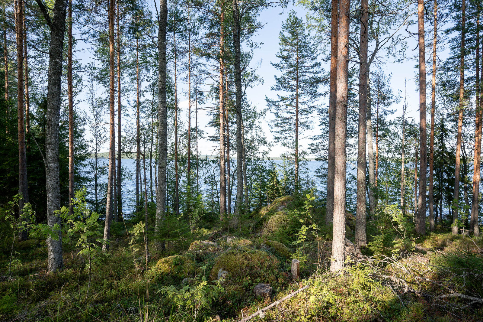 Tontin ranta-alueella on isoja sammalten peittämiä kiviä sekä nuoria mäntyjä, taustalla järvi.