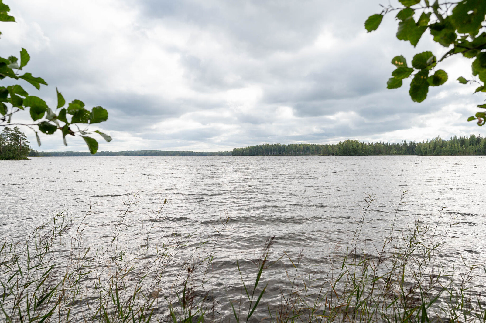 Maisema rannalta ulapalle. Vastaranta häämöttää kaukana. Etualalla kasvaa järviruokoja.