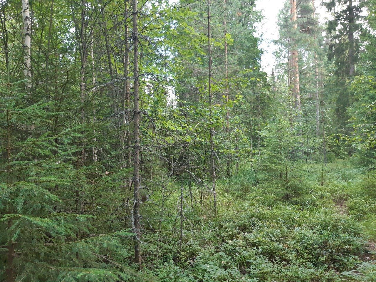 Metsää, jossa kasvaa eri-ikäisiä puita. Maassa kasvaa varpuja.