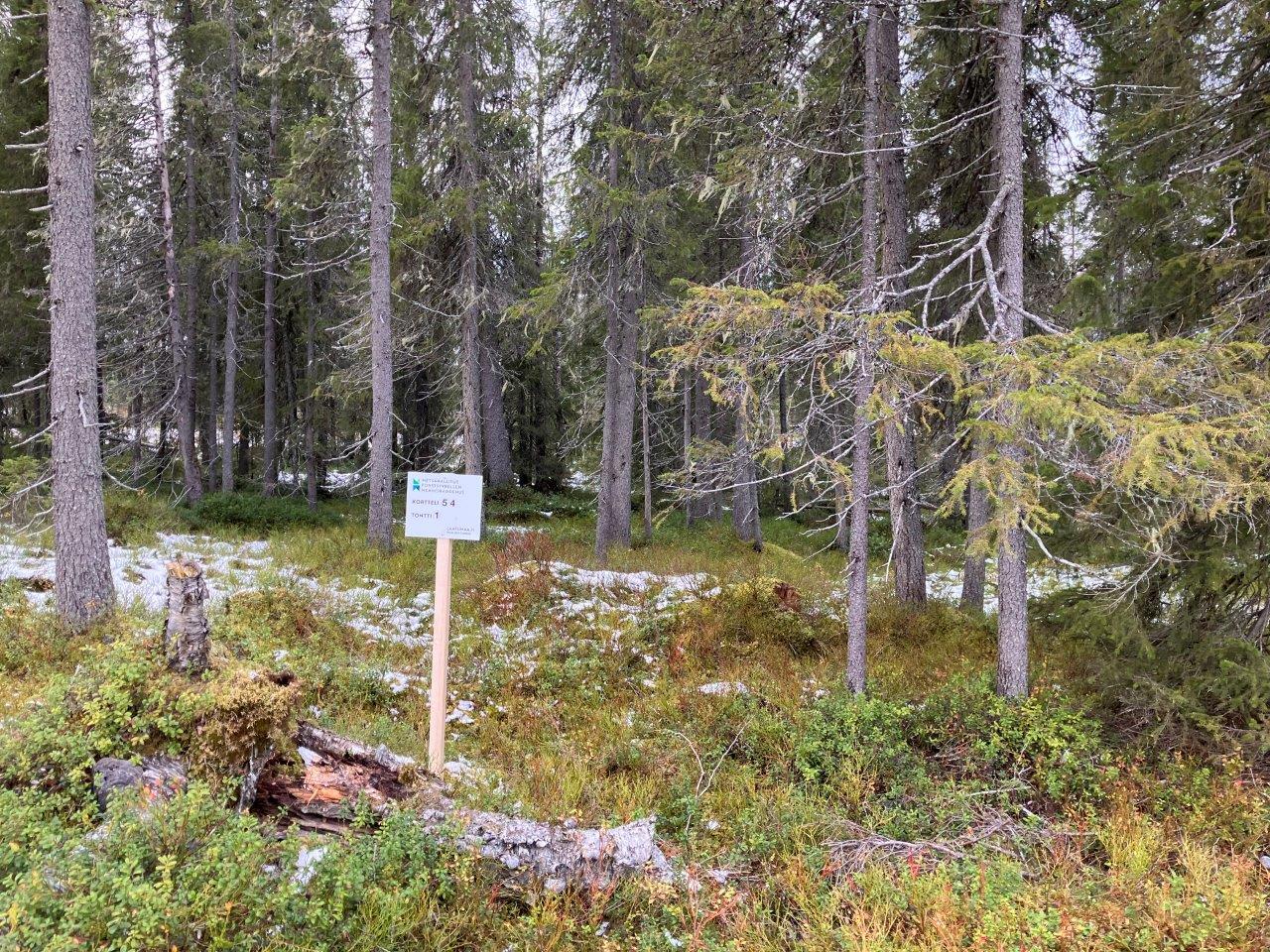 Kuusimetsässä tonttitaulu