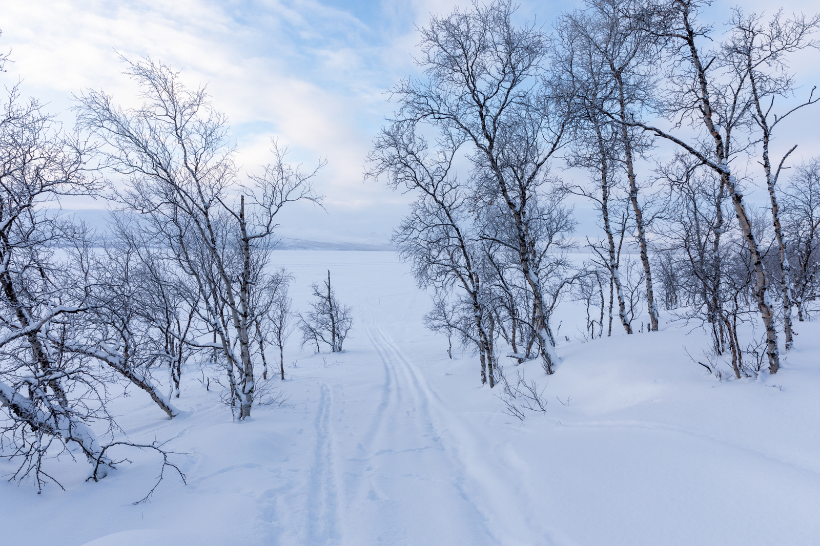 Talvinen Kilpisjärve ranta, jossa kasvaa koivuja. Keskellä kuvaa näkyy moottorikelkan jäljet.