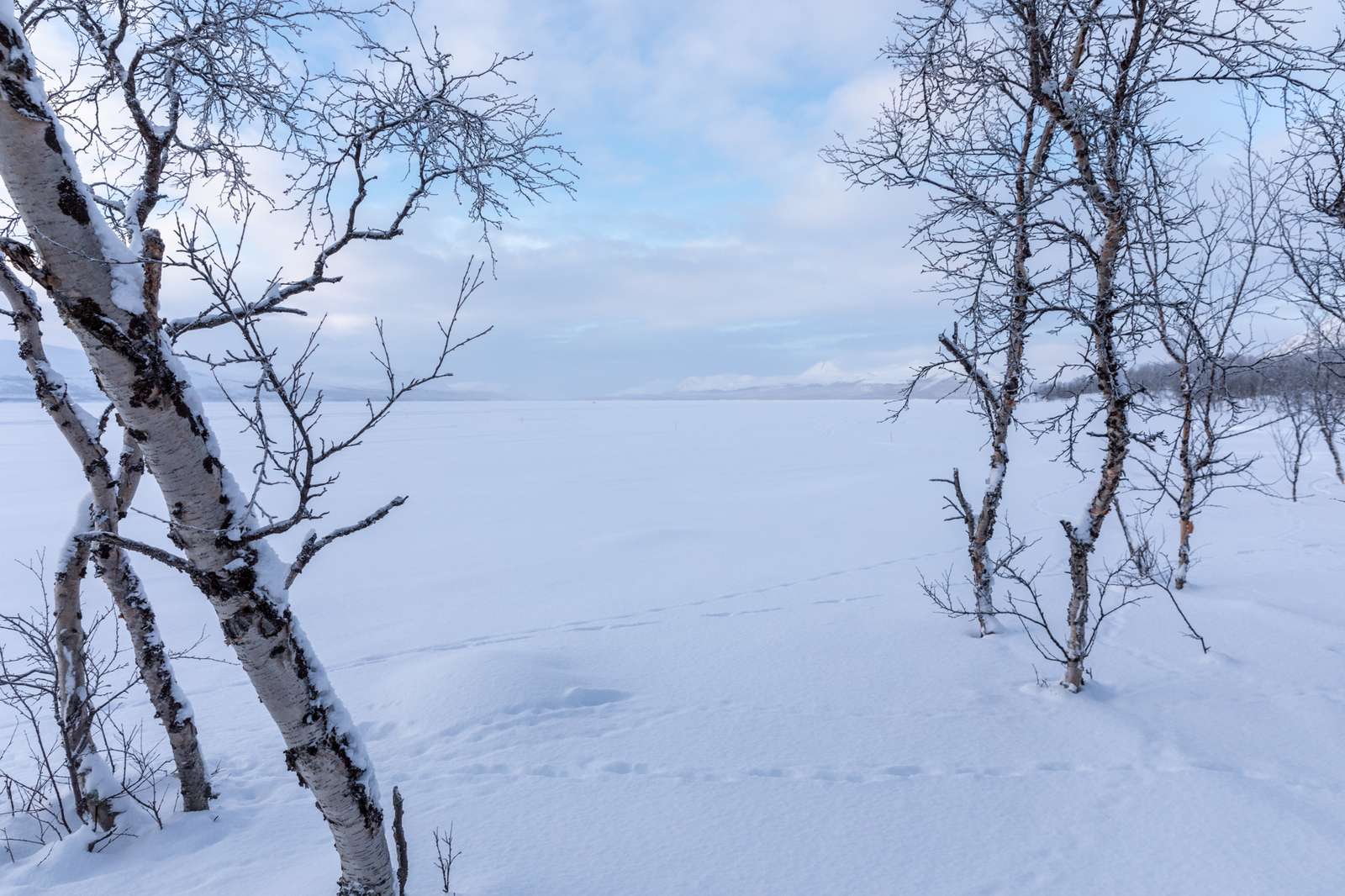Talvinen Kilpisjärvi kuvattu rannasta, jossa kasvaa koivuja