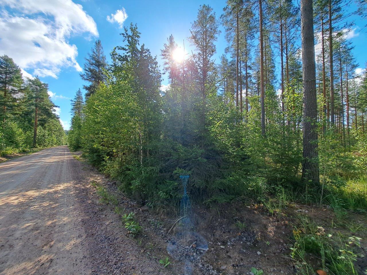 Tie jonka oikealla puolella kasvaa lehtipuita ja mäntyjä. Aurinko paistaa puiden välistä.