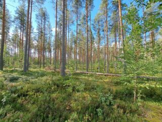 Auringossa kylpevää hyvin harvennettua mäntymetsää.