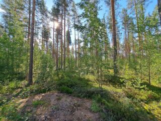 Mäntymetsää jonka seassa lehtipuiden taimia. Taivas on sininen ja aurinko paistaa.