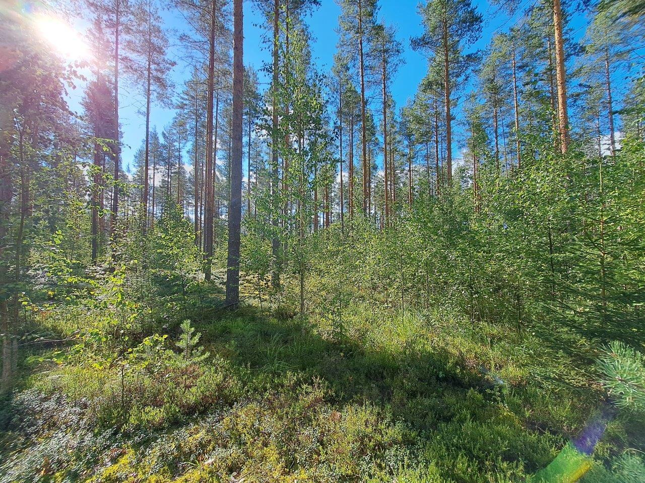 Mäntymetsää jonka seassa lehtipuiden taimia. Taivas on sininen ja aurinko paistaa.