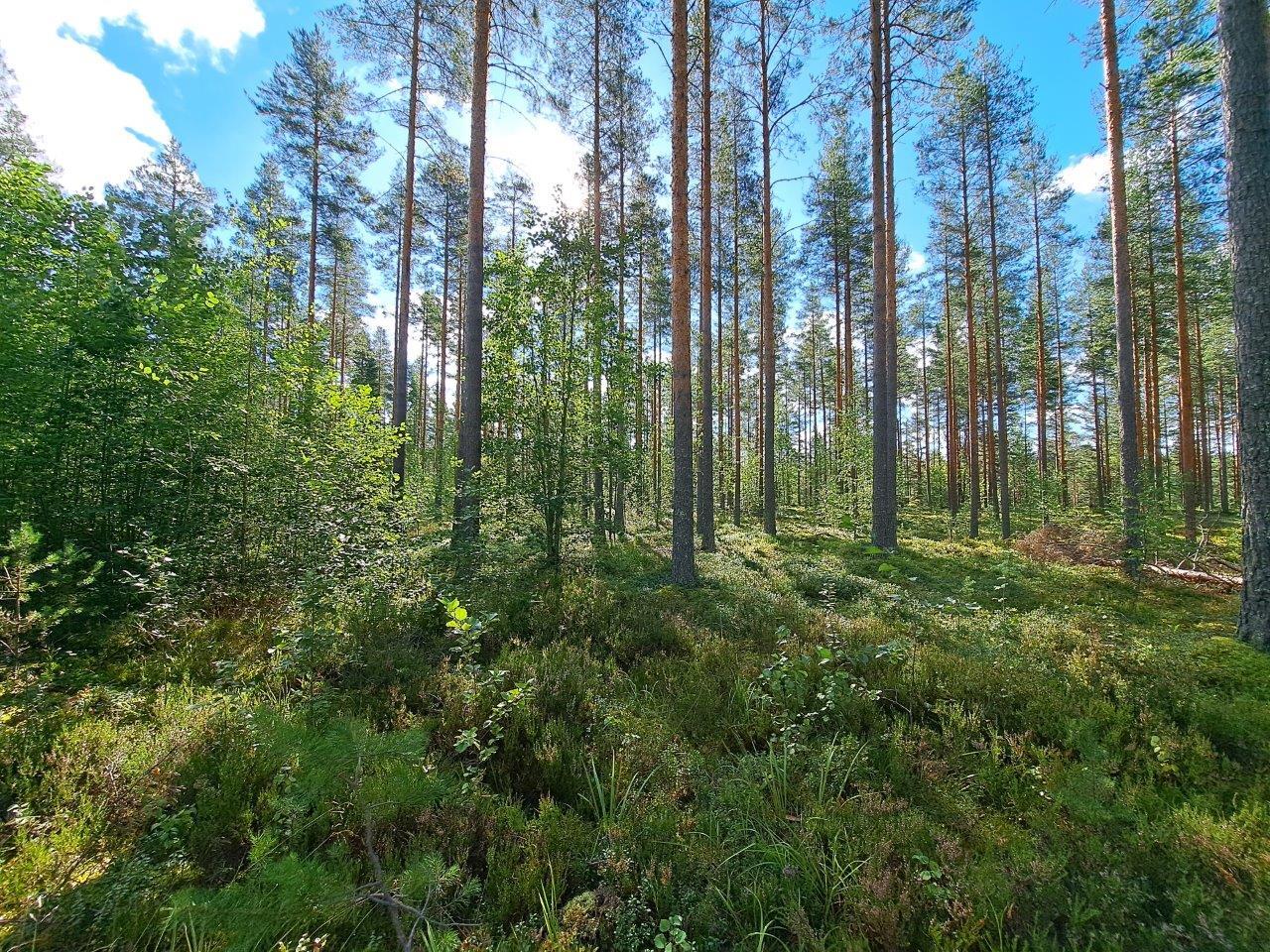 Auringossa kylpevää hyvin harvennettua mäntymetsää. Vasemmalla kasvaa lehtipuita.