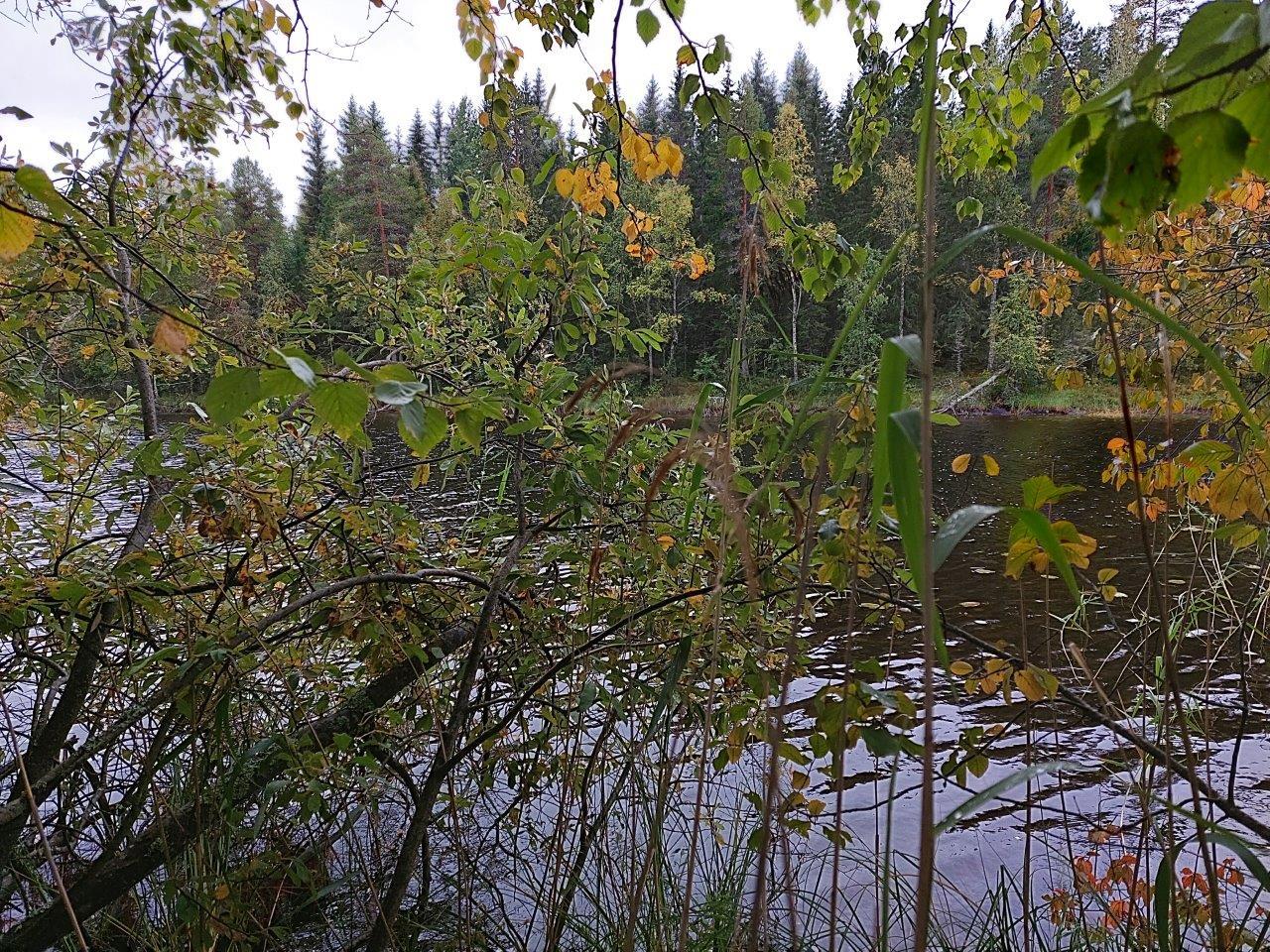 Rannan pajukon takaa pilkottaa järvi ja vastarannan metsä.