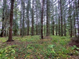 Syksyistä hyvin harvennettua kuusimetsää. Maassa heinä on vielä vihreää.